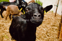 © Anke Großklaß